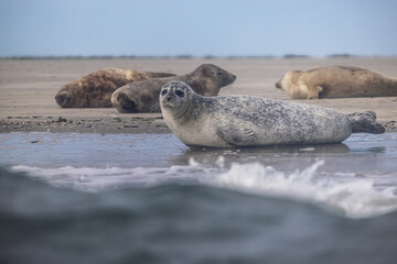 Eierland, De Cocksdorp, Texel, The Netherlands, Oktober 28th, 2024, A close, detailed look at seals lounging gracefully on the beach, showcasing the beauty of nature and marine wildlife