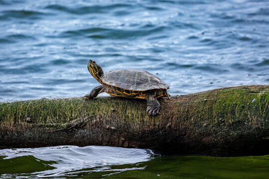 Freshwater turtle resting on a log by the lake.