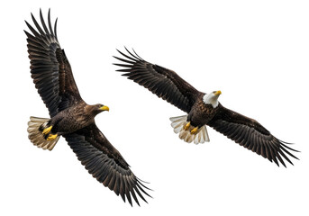 Obraz premium Majestic bald eagles soaring high, birds of prey in flight, wildlife photography, nature, flying eagles isolated on transparent background