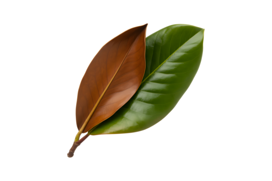 Single waxy green magnolia leaf with brown underside isolated on transparent background