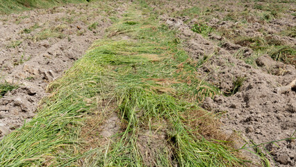 Agricultural soil conditioners. Green grass that has been trampled and crushed flat on the road in the middle of the street.