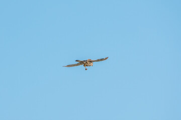 Common kestrel, Falco tinnunculus, hovered in the air in search of prey