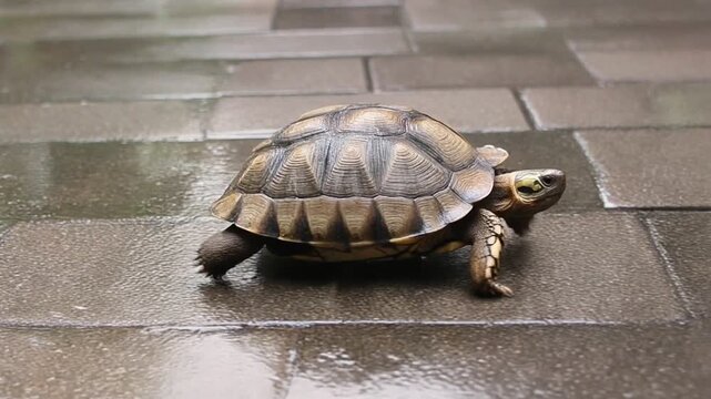 A small turtle slowly walks across wet tiled ground