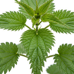 Nettle plant with fresh green leaves isolated against white clean background