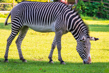 Grevy's zebra, lat Equus grevyi, also known as the imperial zebra eats green grass.