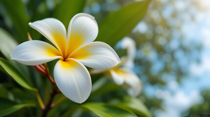 Beautiful plumeria flower blossom white and yellow tropical flower blossom perfect for summer designs