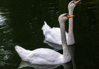 Two Graceful white Swans swimming in the lake, swans in the wild