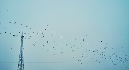 A swirling flock of birds spreads across the calm blue sky, contrasting beautifully with the steel frame of a tall communication towe