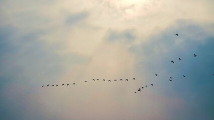 Silhouetted birds glide in elegant formation beneath the sunlit sky, moving gently through layered clouds and capturing the calm beauty of seasonal migration