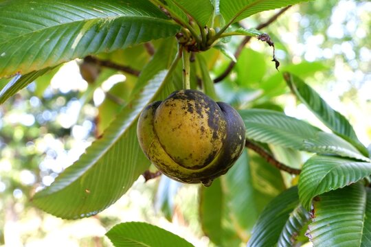 Elephant Apple Wild Fruit &ndash; Close-Up of Dillenia indica in Green Foliage