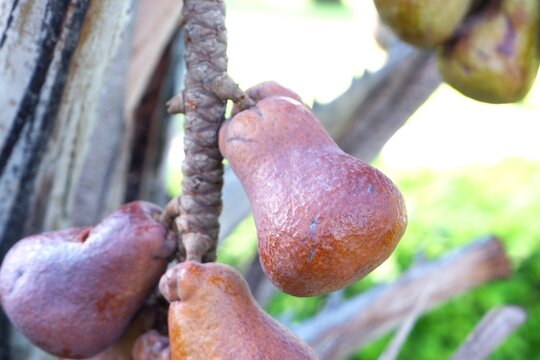 Fruits of Hyphaene coriacea &ndash; African Fan Palm with Ripening Fruit