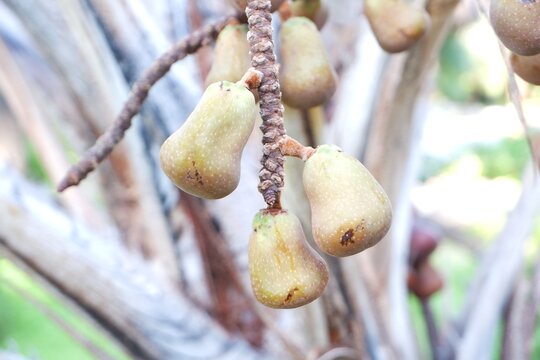 Hyphaene coriacea Raw Fruits &ndash; African Fan Palm Fruit Cluster on Tree