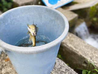 渓流魚の鮎。バケツに入れる釣竿で釣った鮎。