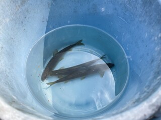 渓流魚の鮎。バケツの中に入れた釣った複数の鮎。