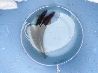 渓流魚の鮎。バケツの中に入れた釣った鮎。