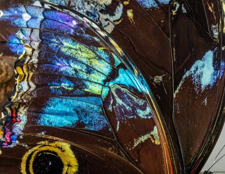 Close-up view of a butterfly's iridescent wing sections