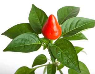Vivid red pepper rests atop vibrant green leaves, studio lighting