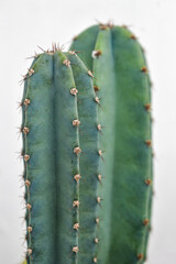 Close up of a green columnar cactus against a bright white background, showing sharp spikes and vertical texture. Concepts of desert botany, minimal nature, gardening, tropical plant detail.