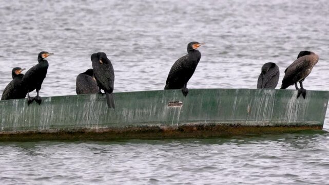 A group of cormorants rests on a small boat floating in the lake.