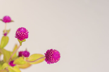 センニチコウの紫の花をグレー背景で撮影02