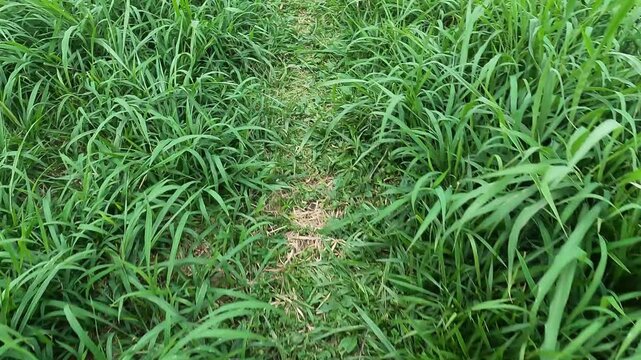 walking on tall grass somewhere in Merapi mountain