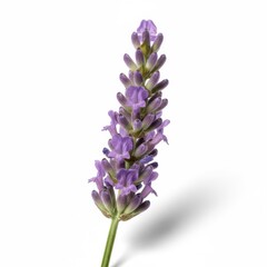 Obraz premium Close-up of a beautiful blue hyacinth flower and its purple blossom on a clean white background