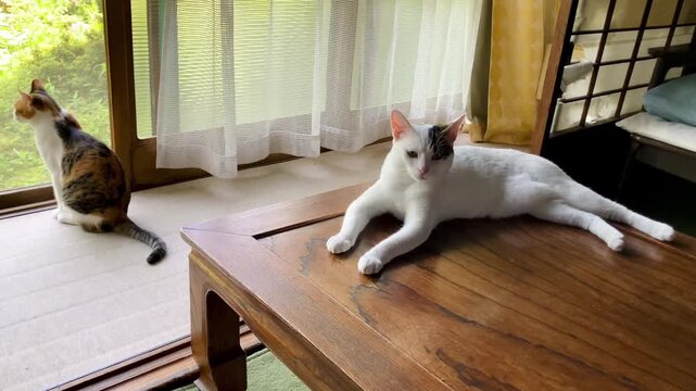 えんがわ猫１&minus;２