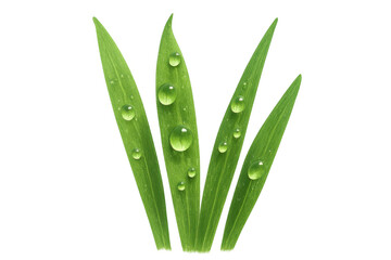 Green grass blades with clear water drops, fresh morning dew on vibrant foliage, transparent background