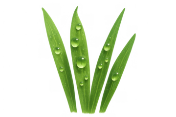 Green grass blades with clear water drops, fresh morning dew on vibrant foliage, transparent background