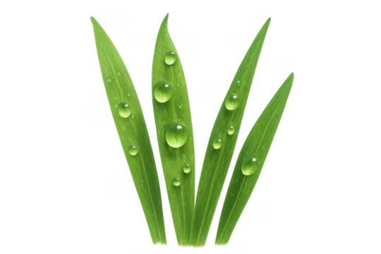 Green grass blades with clear water drops, fresh morning dew on vibrant foliage, transparent background - Powered by Adobe