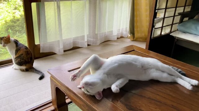 えんがわ猫１&minus;１