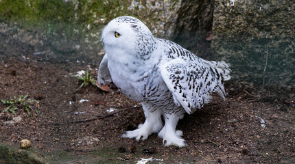 View of a barn owl feeding in a national park with protected areas