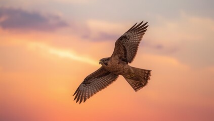 Obraz premium eagle in flight
