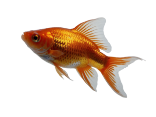 he Glimmering Goldfish. Generative Ai