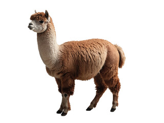 Obraz premium The Full-Bodied Alpaca. Generative Ai