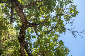 Sunlit oak tree canopy against clear blue sky