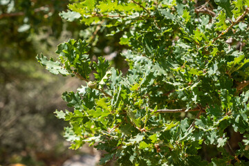 Green oak foliage featuring the single acorn within bright sunlight, detailed closeup view