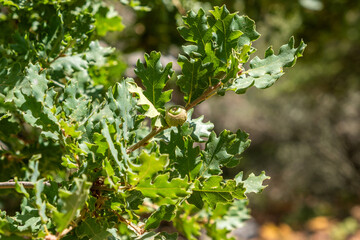 Green oak leaves featuring one young acorn within bright sunlight, captured close up in soft focus