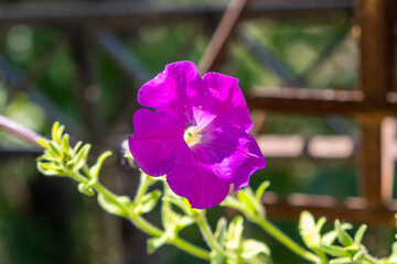 Vibrant purple petunia flower in bright sunlight