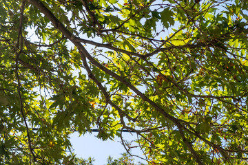 Sunlit green tree canopy upon bright afternoon, branches and leaves forming the calm natural pattern