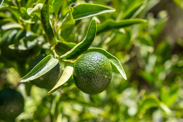 Green citrus fruit on tree in bright sunlight