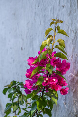 Pink bougainvillea flowers against sunlit plaster wall