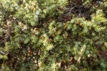 Ripe juniper berries upon the dense sunlit shrub, featuring sharp green needles and warm tones