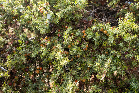 Ripe juniper berries upon the dense sunlit shrub, featuring sharp green needles and warm tones