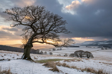 Full view of a majestic tree, likely tropical or subtropical, with a strong presence and impressive natural shape