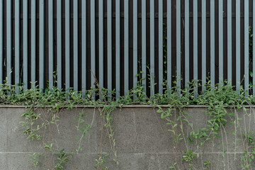 Modern vertical slat fence over a concrete retaining wall. Green creeping vines (Ficus pumila) grow, creating an urban nature background.