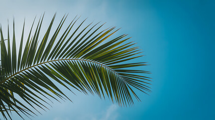 Green Palm Frond Against Bright Blue Sky leaf tropical