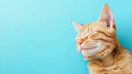 Relaxed ginger cat with closed eyes against blue background