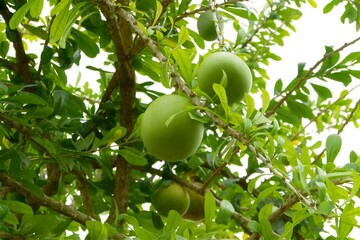 Large Fresh Pomelo Fruit (Citrus maxima) on Branch