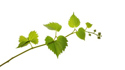 Fototapeta premium Green grapevine branch with heart shaped leaves on white background